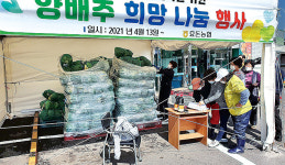 제주 서귀포 효돈농협, 양배추 희망 나눔행사