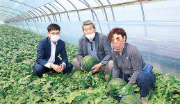 “아삭·달콤 ‘탑마루 수박’ 맛보세요”