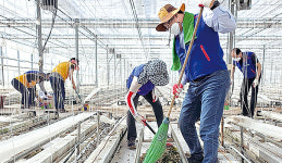 경남 통영 용남농협, 파프리카농가에 인력 지원