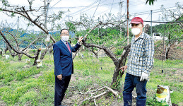 충북지역 복숭아·사과 ‘언피해·저온피해’ 심각