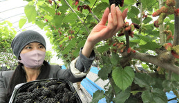 베리류, 4월 저온·5월 잦은 비로 생산량 급감…값 강세