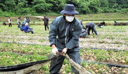 경남 합천축협, 양파농가 일손돕기 나서