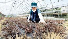 [NBS 하이라이트] 와송 재배·가공으로 연매출 4억 ‘훌쩍’