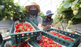 삼복더위 뚫고 나온 ‘고랭지 딸기’