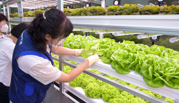 농협 하나로마트 창동점에 스마트팜 구축