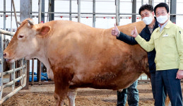 1.3t 슈퍼한우 탄생…한우개량사업 결실