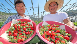 딸기가 벌써? …산청서 첫 출하