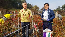 강원 횡성 안흥농협·경기 성남 판교낙생농협, 고추농가 수확작업 거들어