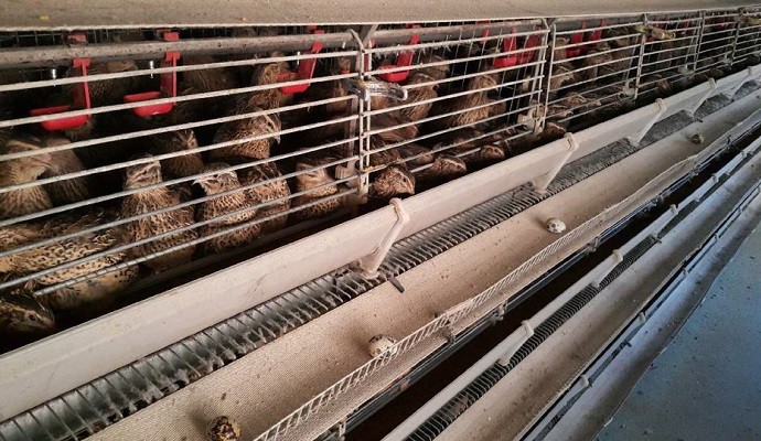 충북 음성 육용 오리 농장서 H5N1형 고병원성 AI 확진... 음성군 최근 2년 만에 발생