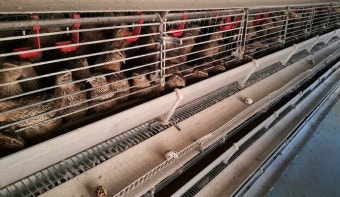 충북 음성 육용 오리 농장서 H5N1형 고병원성 AI 확진... 음성군 최근 2년 만에 발생