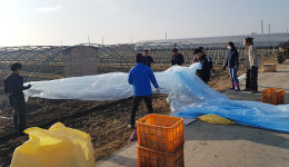 김제 광활농협, 감자농가 시설하우스 일손돕기 활동