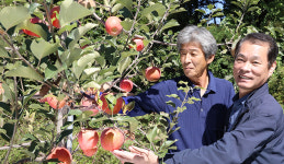 [이사람] 고당도 명품 사과 생산…“가락시장 최고값 받아요”