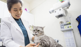 [반려동물 에티켓] 갑자기 만지면 ‘깜짝’ …먼저 다가오도록 기다려야