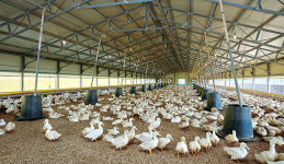 고병원성 AI 발생 연례화…오리축사 시설 현대화 급하다