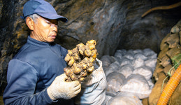 햇생강 토굴 저장