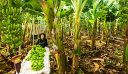대설(大雪) 절기 ‘바나나 수확’