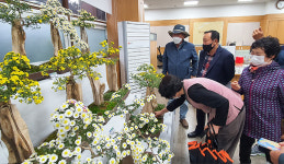 전남 나주 남평농협, 국화재배 취미교실 전시회