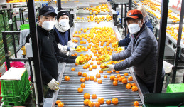 감귤 성출하기 맞아 APC 일손돕기 나서