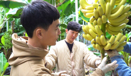 [NBS 하이라이트] 바나나농부 형제의 귀농일기