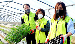 경기 광주 초월농협, 토마토농장서 일손돕기