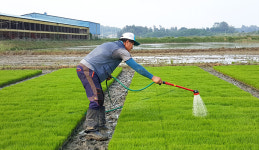 전남 지자체, 모판관주처리 지원 활발