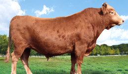 순천광양축협서 키운 소, 보증종모우로 선발