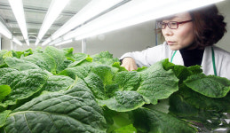 일본 도심 슈퍼마켓 내 식물공장 ‘인기’