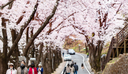 [봄꽃 나들이] 하동 십리벚꽃길, 끝없이 펼쳐진 벚꽃터널…흩날리는 ‘꽃비 향연’