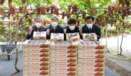 대전 산내농협, ‘델라웨어’ 포도 전국 첫 출하