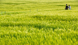 보리밭 사잇길로…