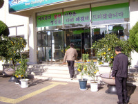 남원읍 노랗게 물들인 감귤로 민원인에게 좋은 반응