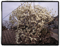 해서는 안 될, 북쪽의 바다신을 사랑한 여인