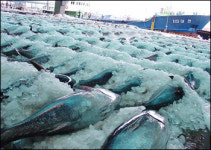 제주 서귀포 앞바다 참치 황금어장 형성되나?