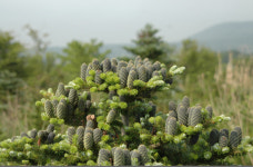 제주 구상나무 아토피·여드름 치료에 탁월