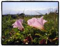 죽어서도 자신의 직분을 망각하지 않는 충성스런 꽃