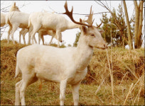 제주 한라산에 흰 사슴 백록(白鹿)이 나타났다?