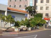 표선면, 명품브랜드 여름햇살목 표선하귤나무 비치