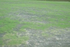 에코랜드 골프장, 최소 2년은 농약 쓰지 마라