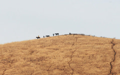 [포토] 어느 중년 부부의 새별오름 추억