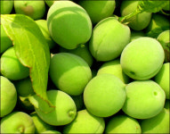 이번 주말엔 솔동산 매실꽃향기 취해볼까?