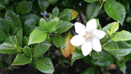 치자 꽃이 지면 장마도 끝?…지표식물의 신비