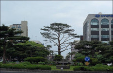 신제주 들머리 3000만원 짜리 소나무 고사…, 어째?