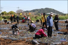 NH농협은행 제주, 주말농장 드림 팜 개장