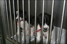 주인님, 어디에 계세요?, 유기동물보호센터 이야기