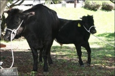 제주대, 제주흑우 4마리 제주도로 이관