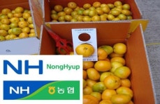 농협, 너 마저...대도시에 비상품감귤 유통 충격