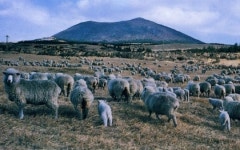 궁핍했던 시절 제주도민 먹여 살린 의기양양한 양