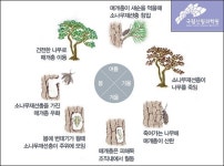 ‘빗나간 예측’ 무턱대고 소나무만 잘라낸 결과가…