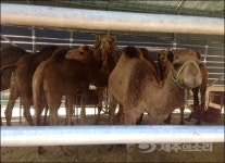 메르스 부르는 낙타? 제주 관광업체 된서리