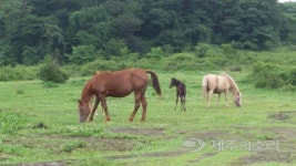 대안이 없냐고? 가시, 선흘, 상도리를 눈여겨봐라